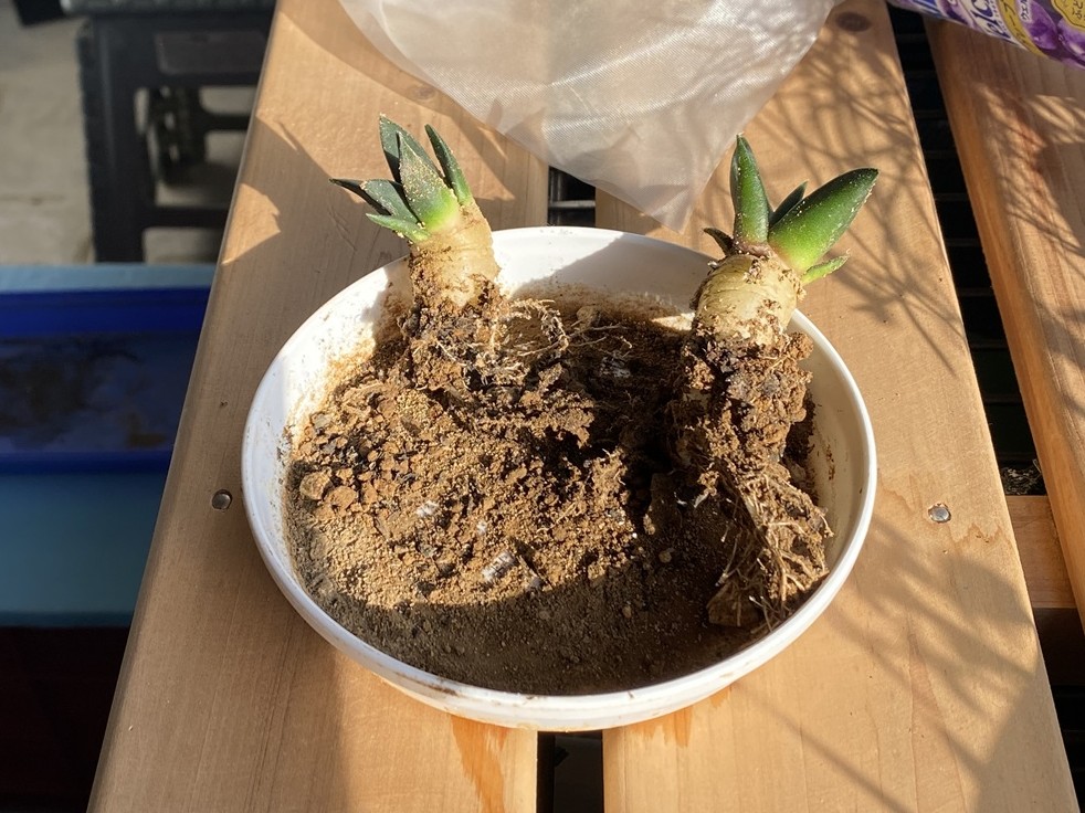 三角牡丹錦