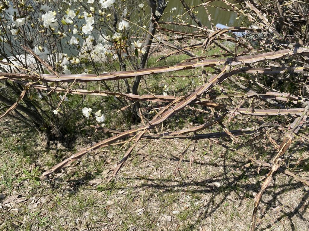 野付牛公園の木