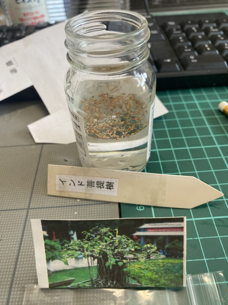 水に入れた種とやすり