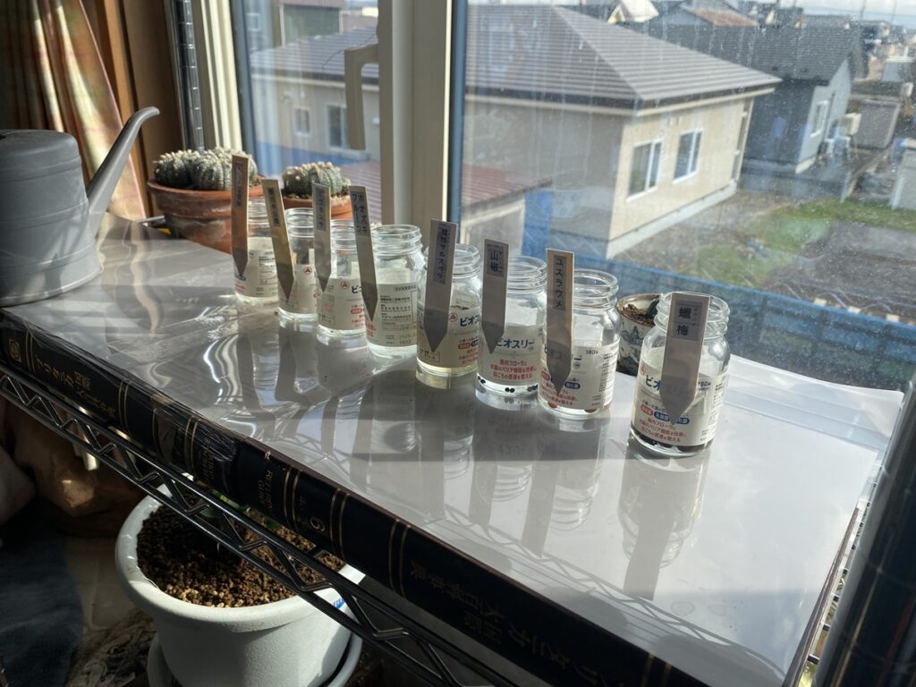 窓辺に並べた水に入れた種子たち