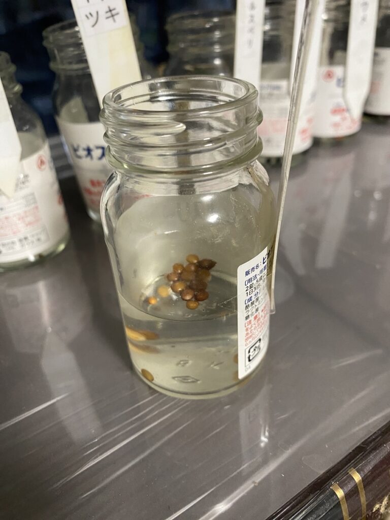 ビンの水に入れた種子