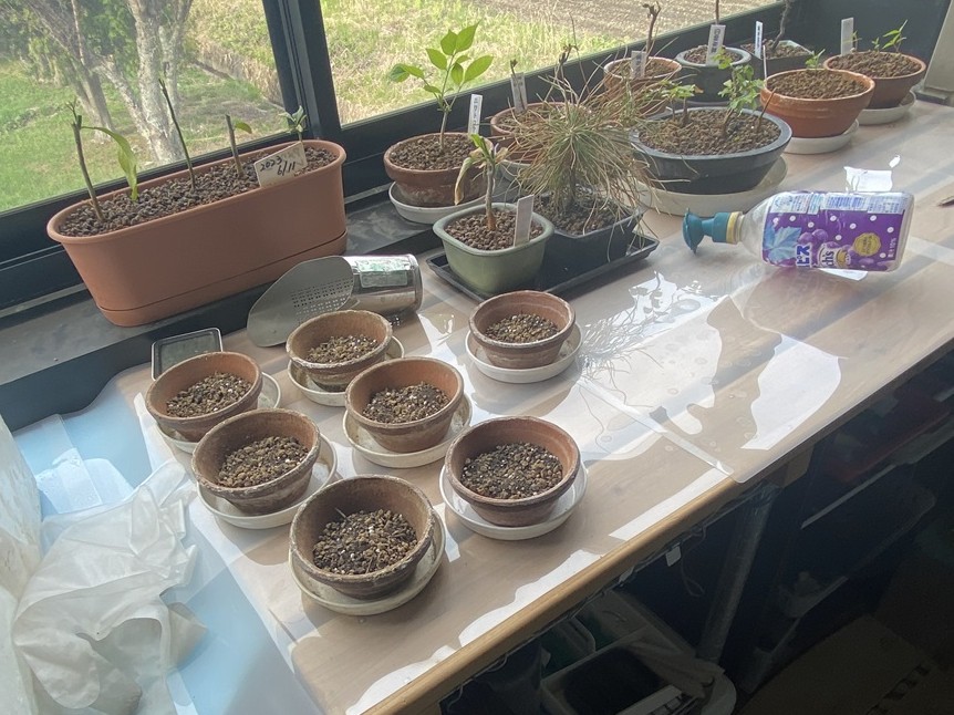 種を植える鉢の下準備