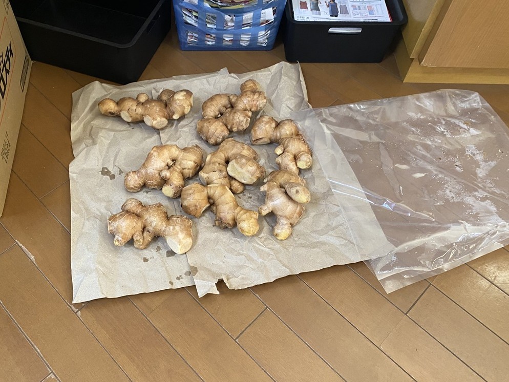 到着直後の生姜