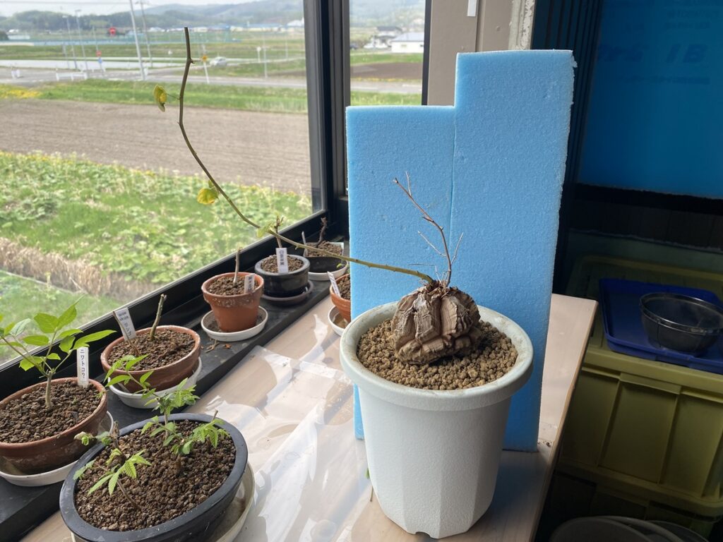 大き目の鉢へ植え替えた亀甲竜