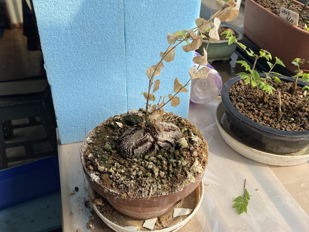 亀甲竜の植え替え