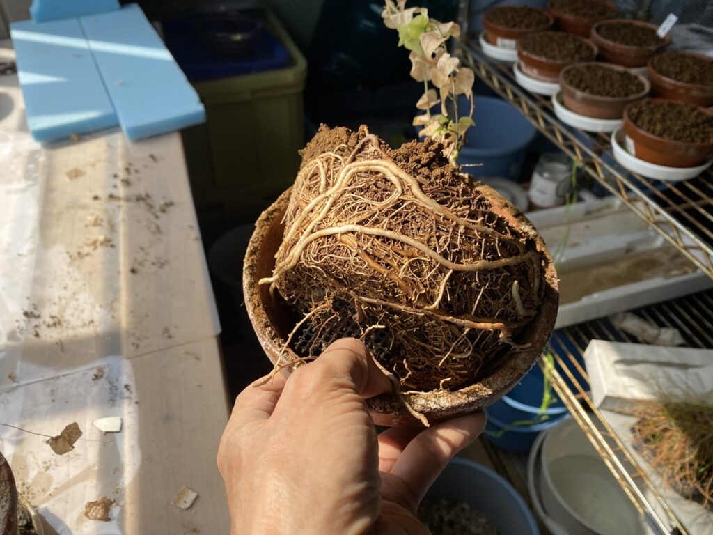 亀甲竜の植え替え