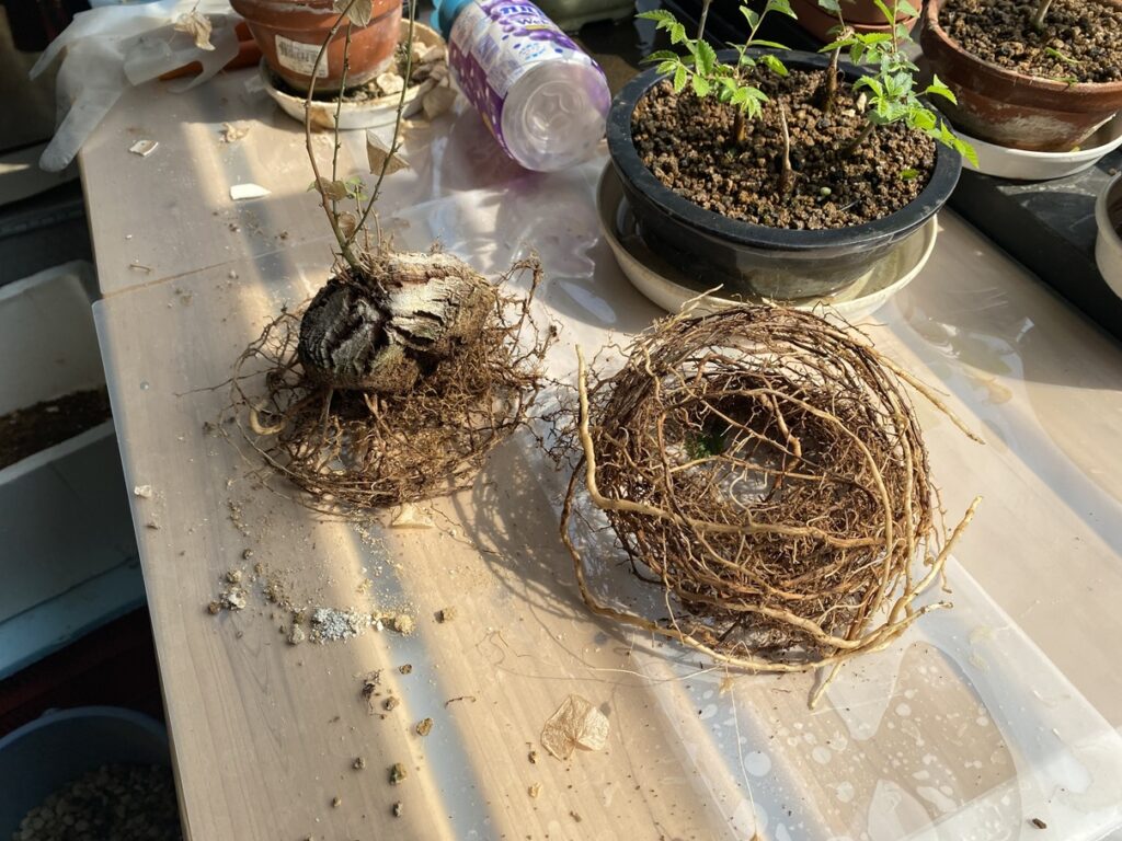 亀甲竜の植え替え