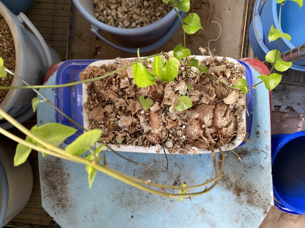 コンテナに植えた亀甲竜