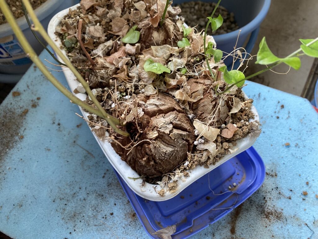 コンテナに植えた亀甲竜