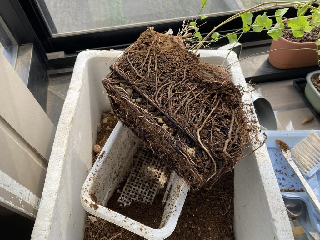 コンテナに植えた亀甲竜