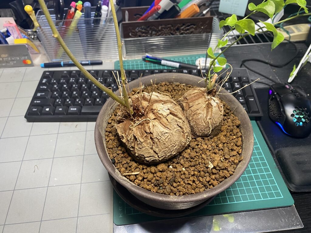 くっついた亀甲竜