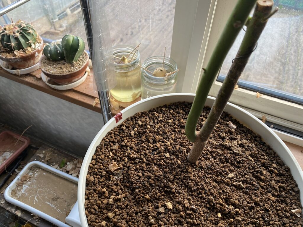 根が出ていたアボカド