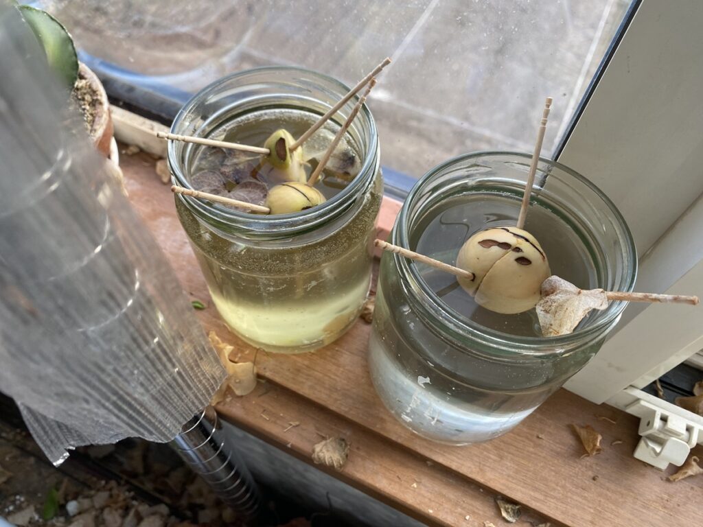 根が出ていたアボカド