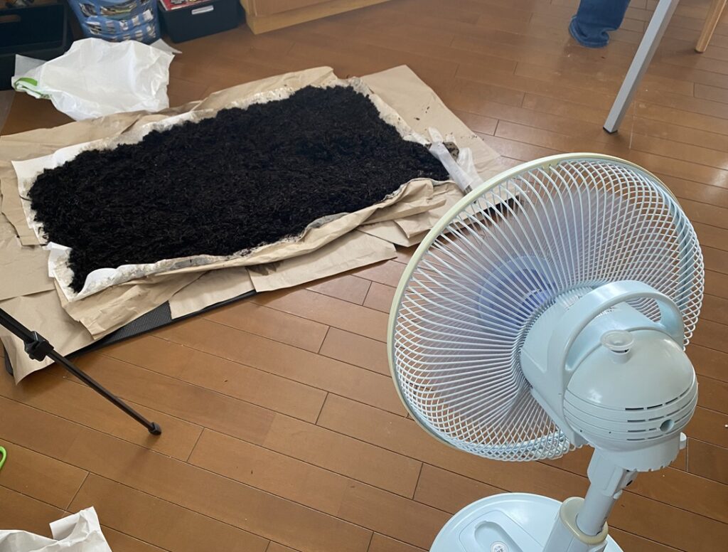 芽ひじきを扇風機で乾燥させてる