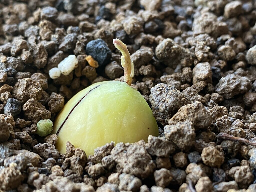 アボカドの発芽