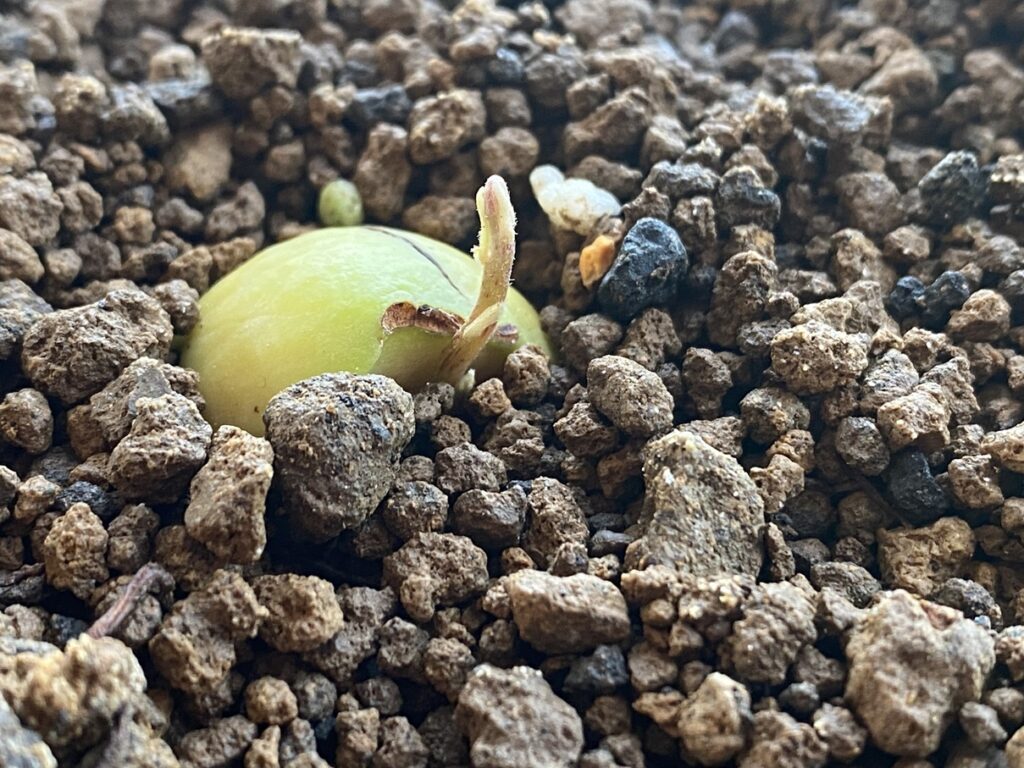 アボカドの発芽
