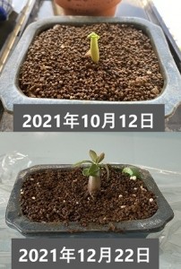 2021年10月のドワーフ