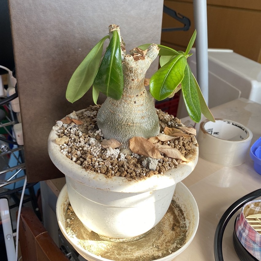 木鹿大王