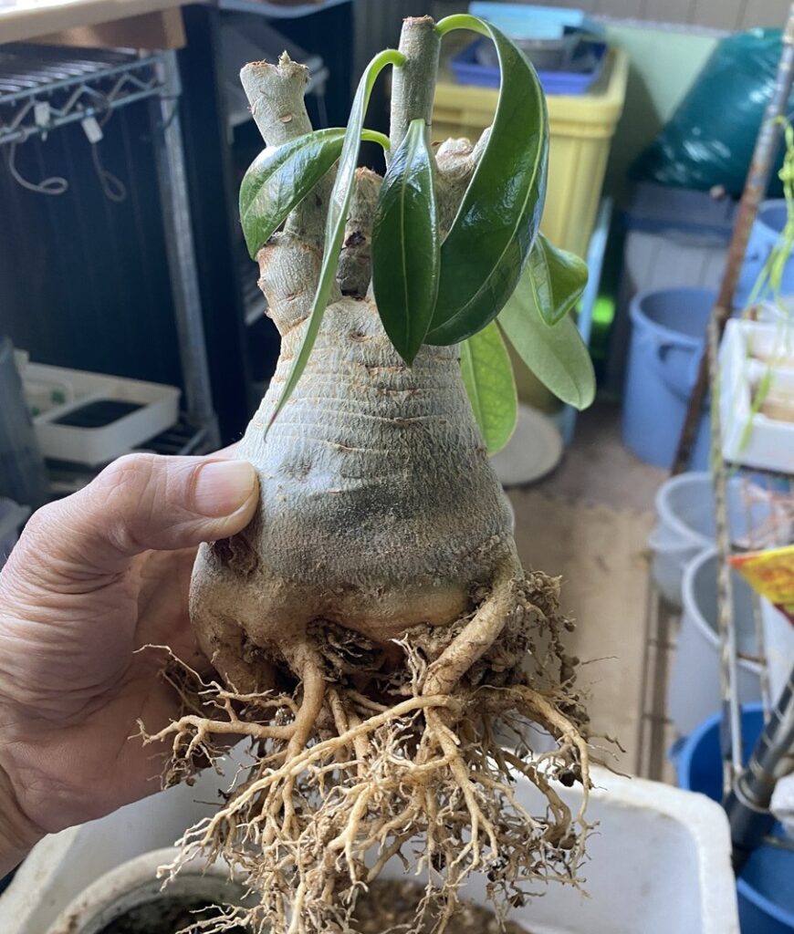 木鹿大王