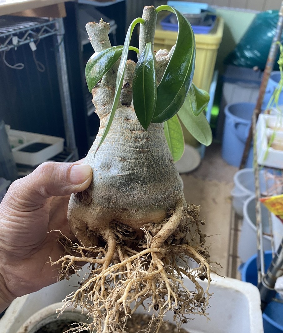 木鹿大王