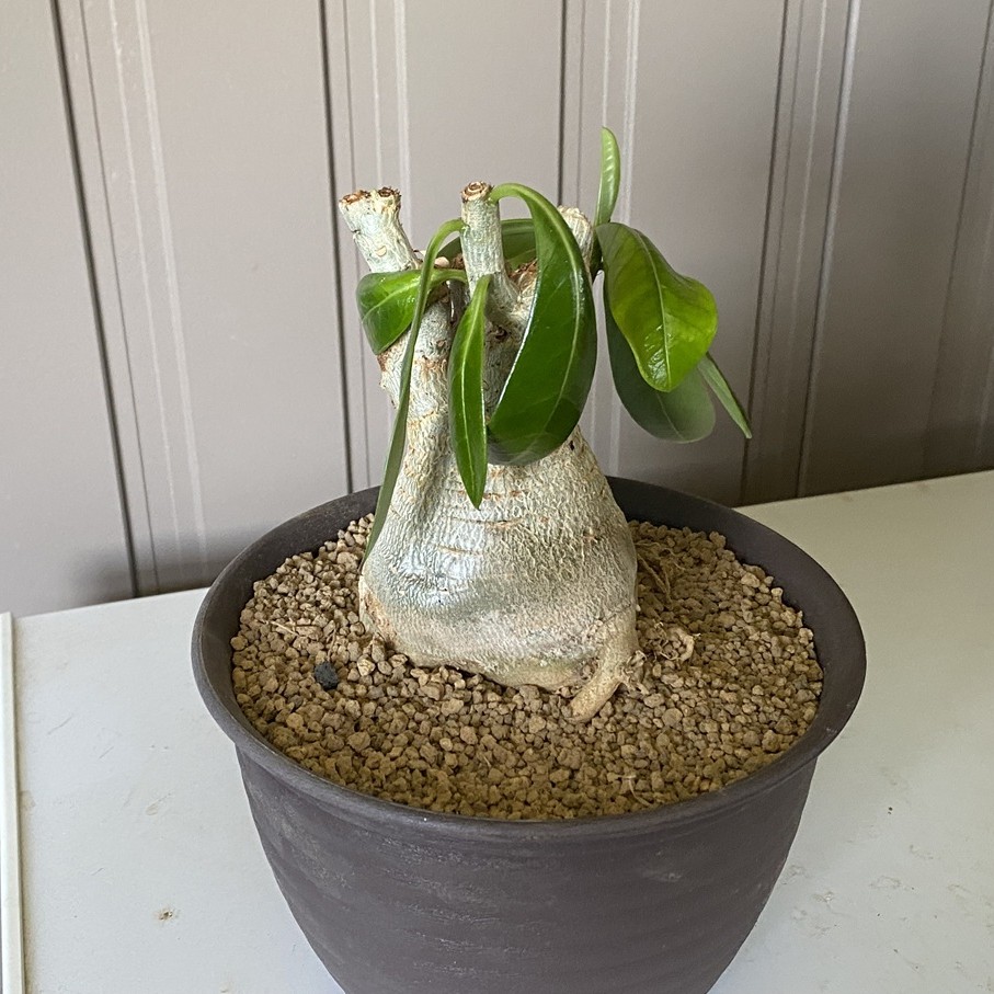 木鹿大王