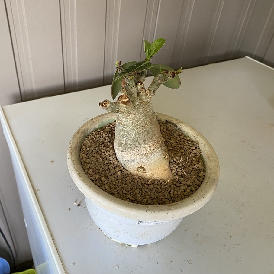 兀突骨