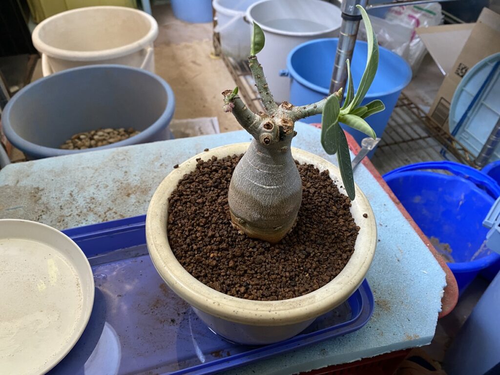 祝融婦人