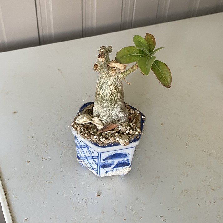 孟獲