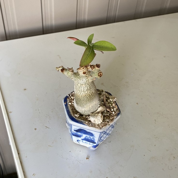 孟獲