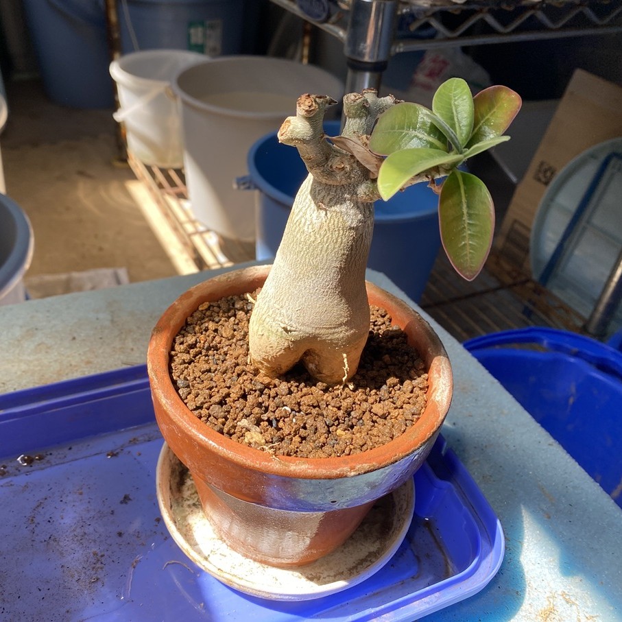 孟獲