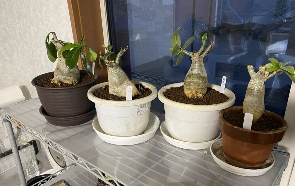 植え替え後のドワーフたち