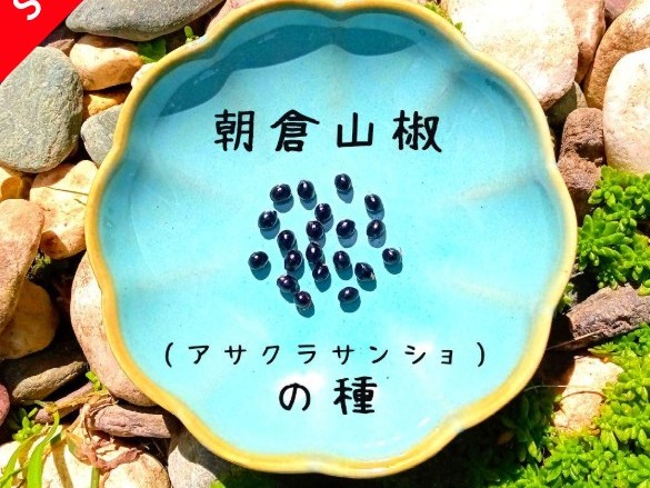 盆栽種子