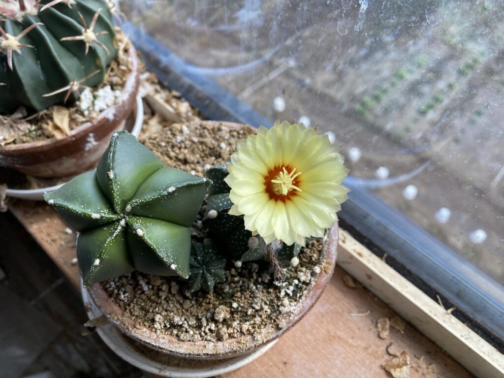 サボテンの花