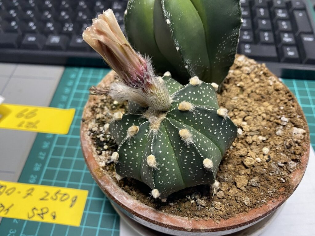 咲き終わったサボテンの花