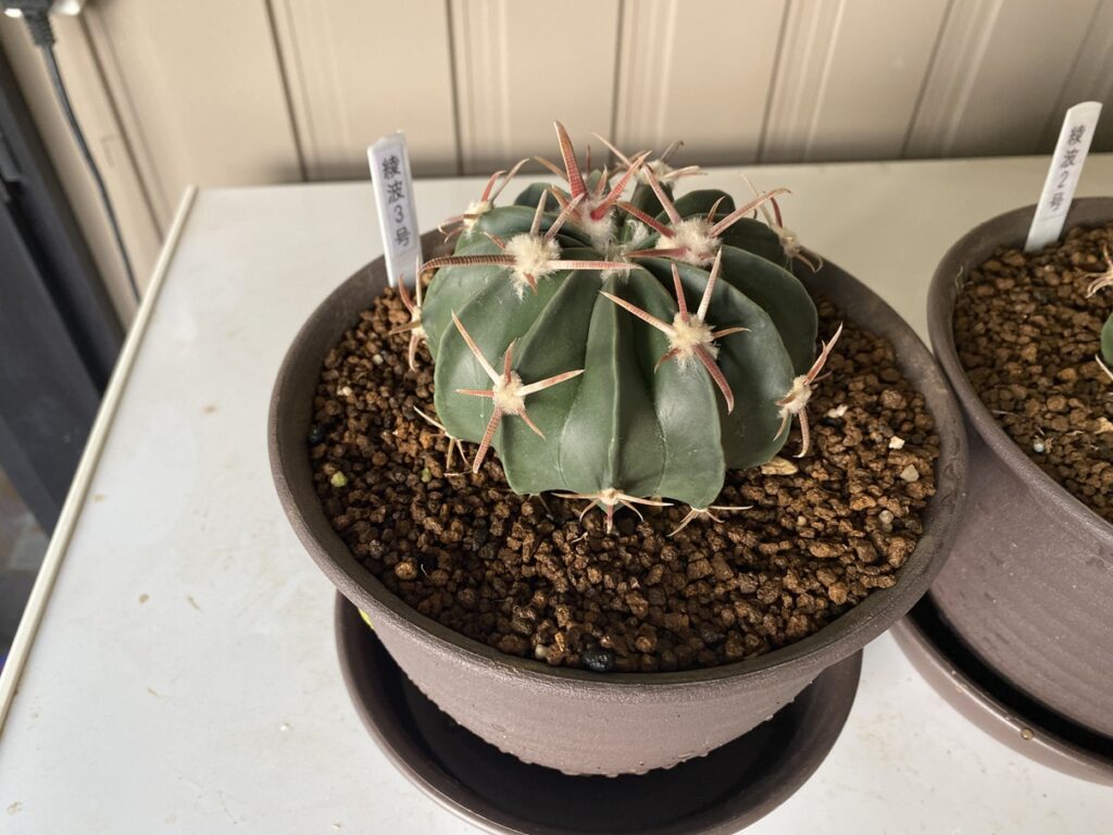 綾波の植え替え
