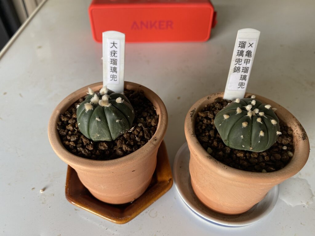 兜の植え替え