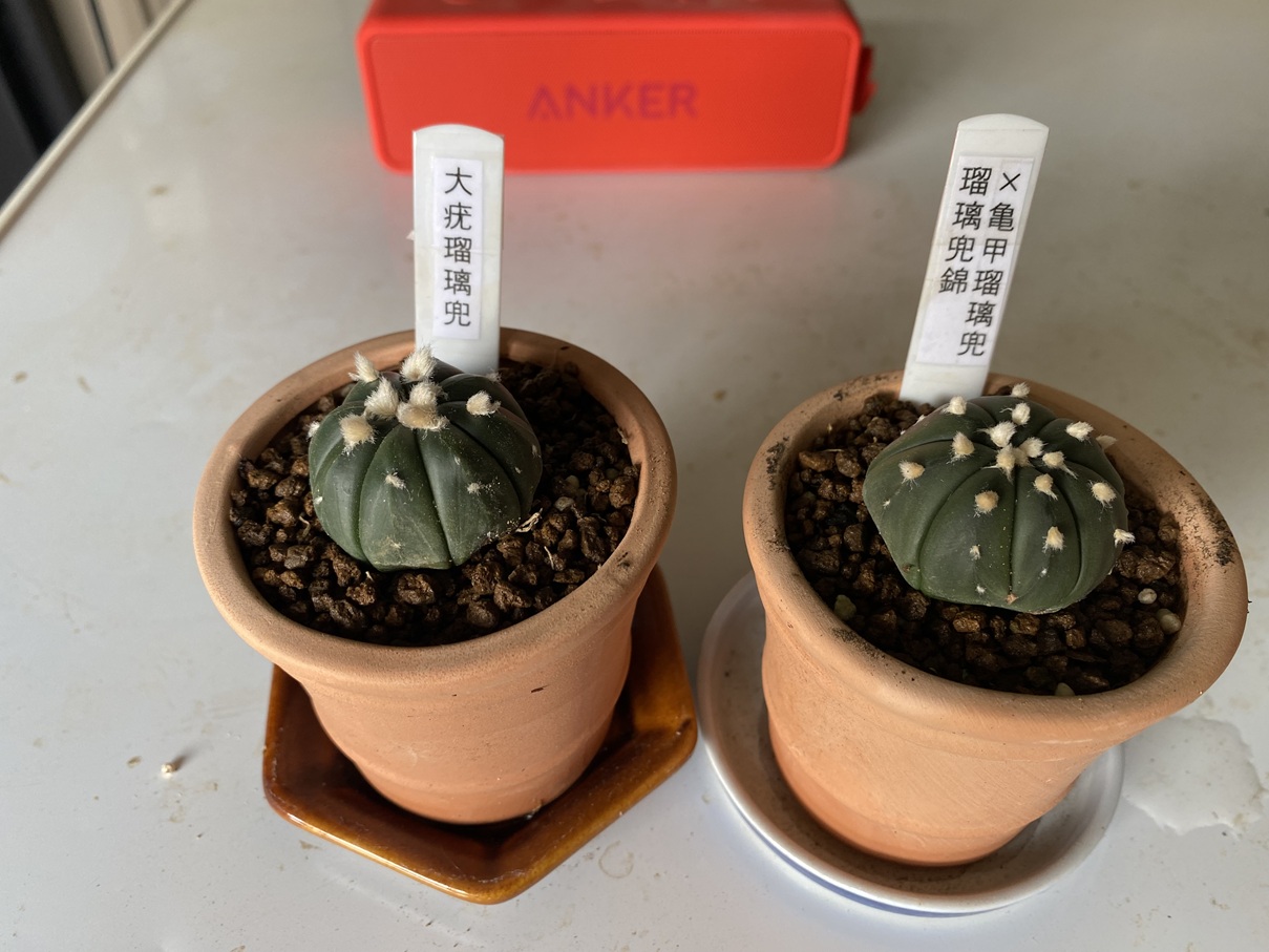 兜の植え替え