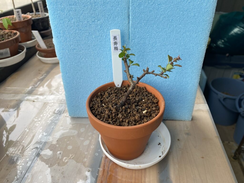 長寿梅