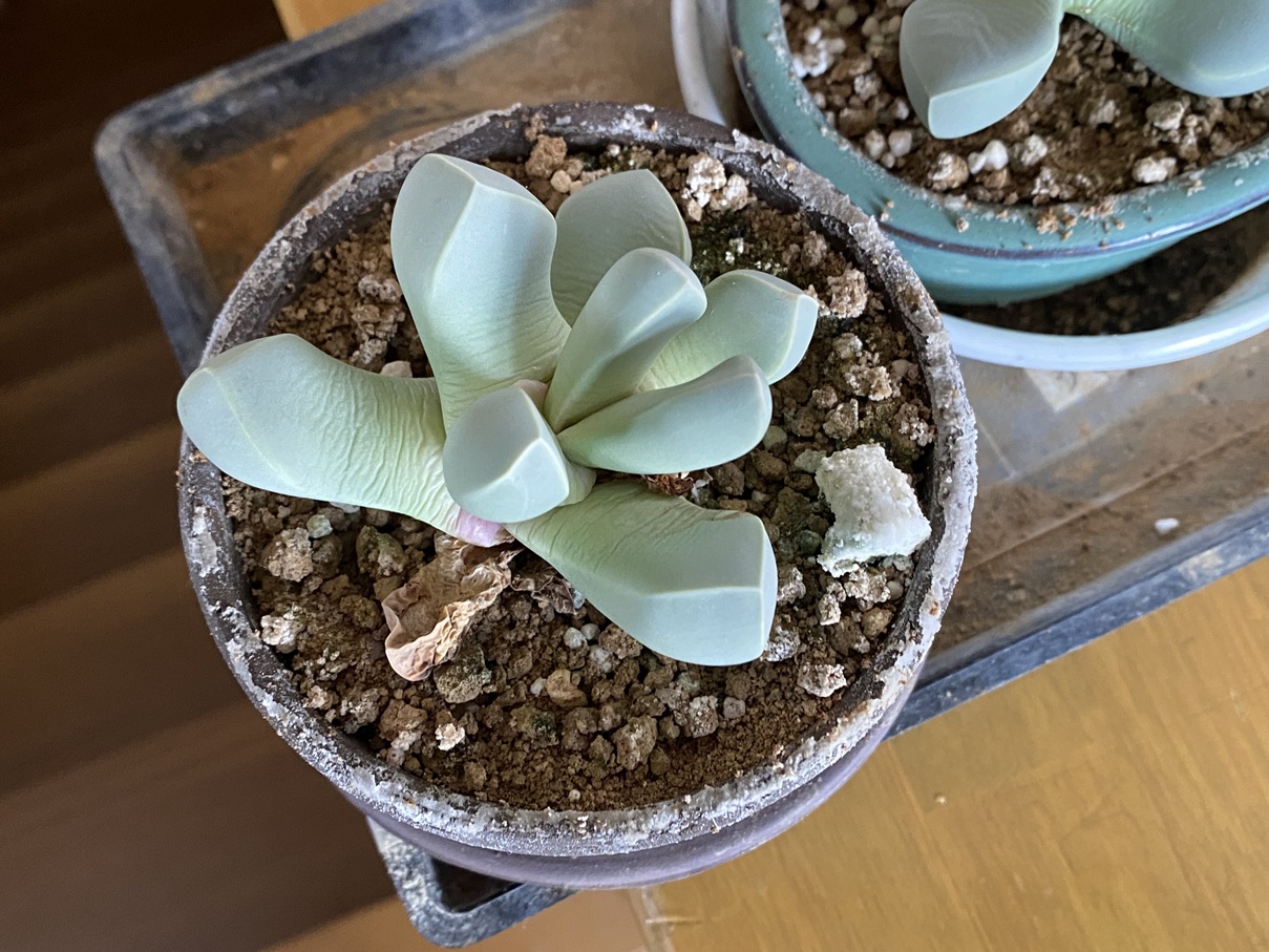 魔玉