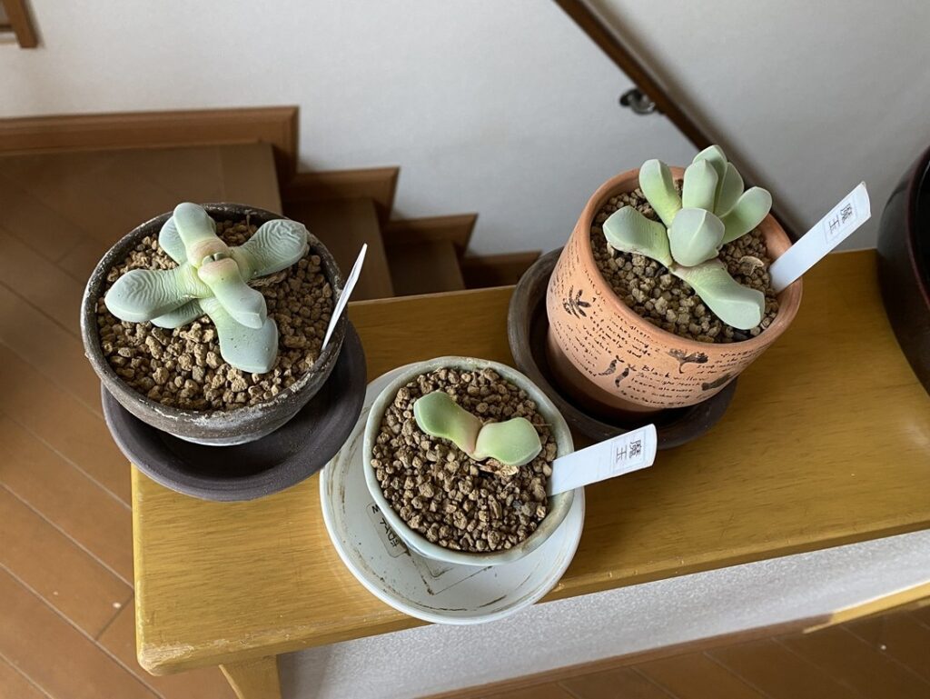 魔玉