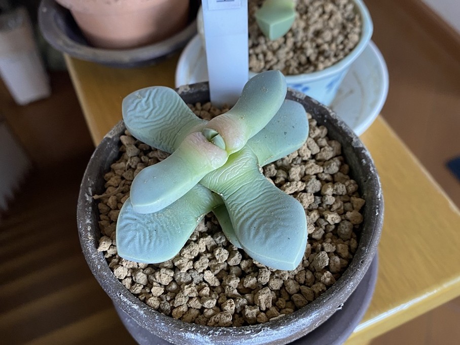 魔玉
