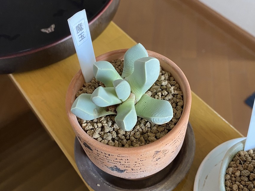 魔玉