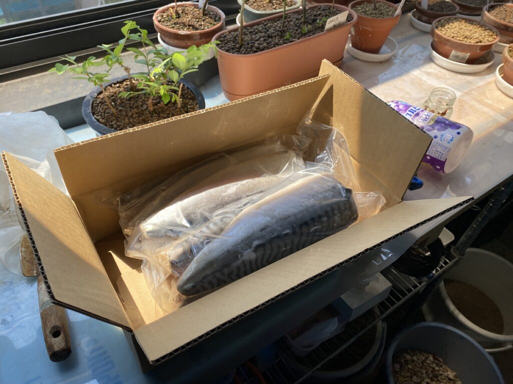 バルコニーで解凍した塩サバ