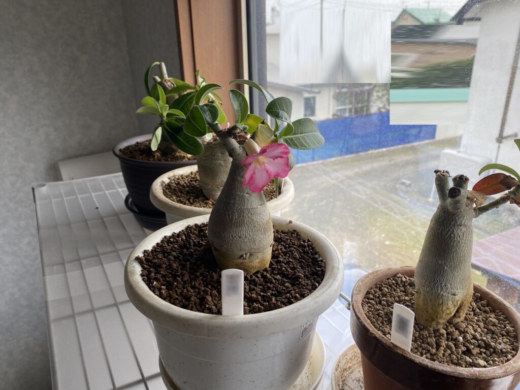 アデニウムの買いか