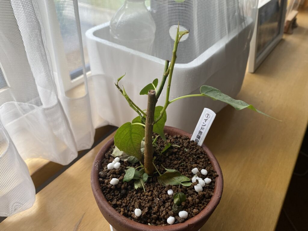 葉が落ちたインド菩薩
