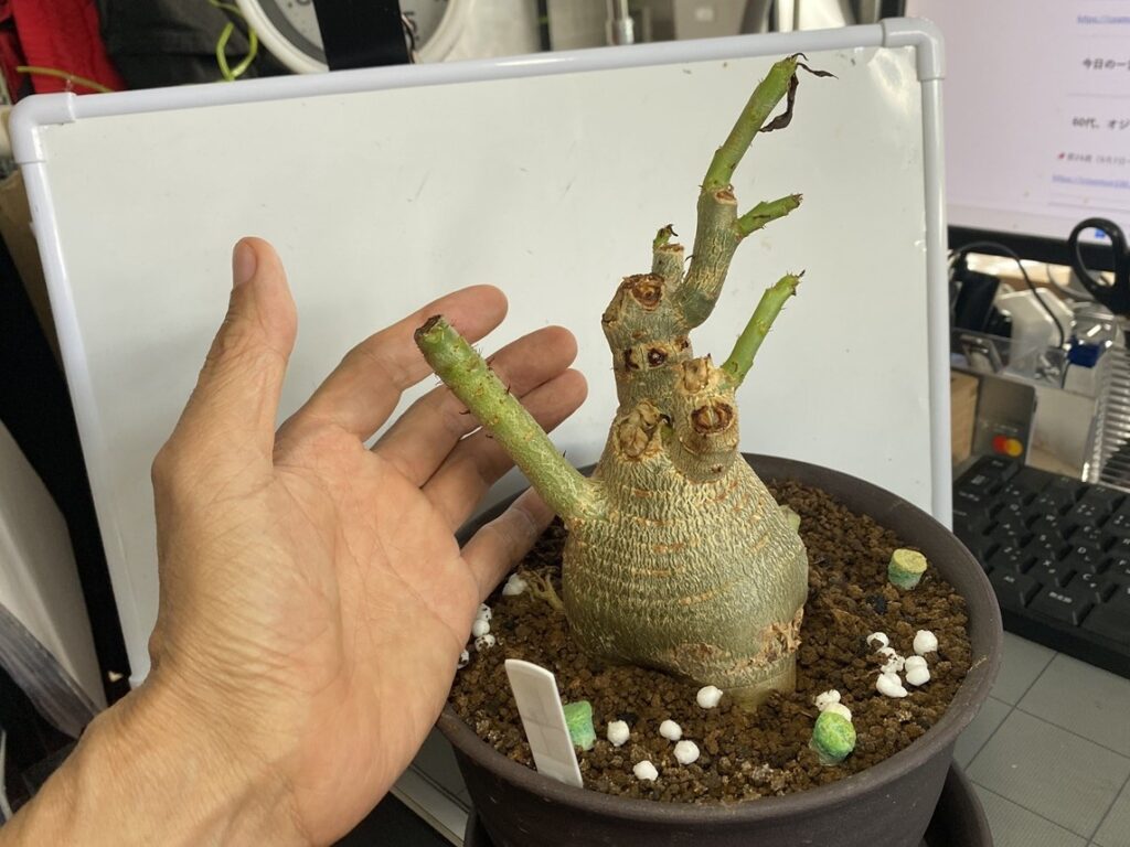 ハダニで葉っぱが全て落ちたドワーフ
