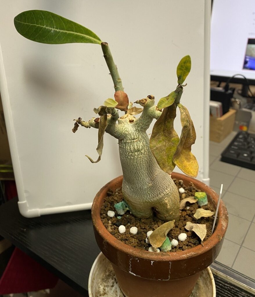 ハダニで葉っぱがほとんど落ちたドワーフ