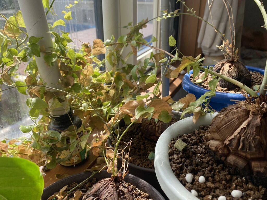葉っぱの半分が茶色くなった亀甲竜