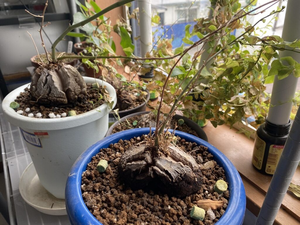 葉っぱの半分が茶色くなった亀甲竜