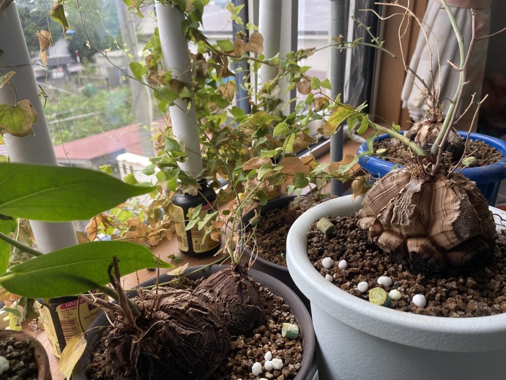 葉っぱの半分が茶色くなった亀甲竜